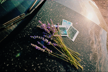 Traveler Lavanda DAM Traveler Lavanda DAM
